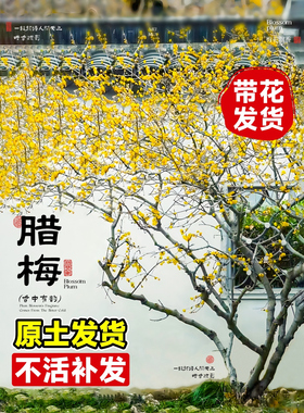 原生腊梅花苗盆栽黄色花朵冬季开花庭院红梅耐寒老桩阳台观赏植物