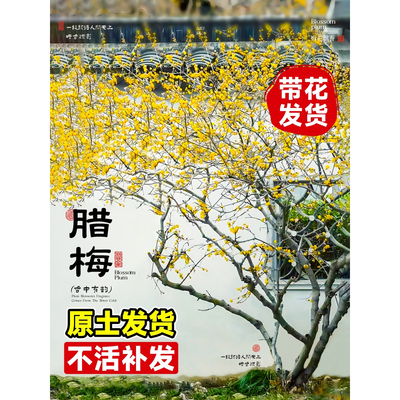 原生腊梅花苗盆栽黄色花朵