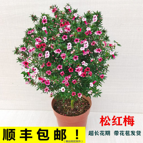 花叶春松红梅盆栽花卉阳台秋冬