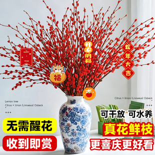 银柳真花鲜枝干花摆件室内花卉植物客厅鲜花绿植新年年宵过年春节