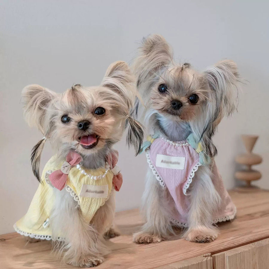 春夏网红小型犬马尔济斯
