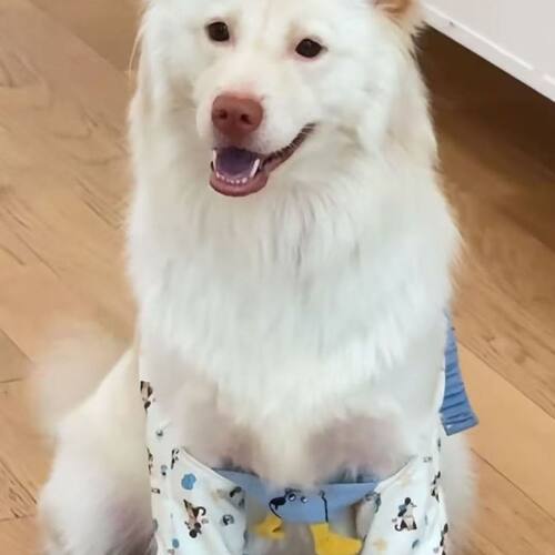 防磨防脏狗狗护膝保护套