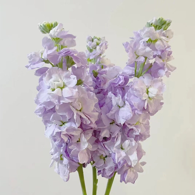 紫罗兰鲜花云南基地花店
