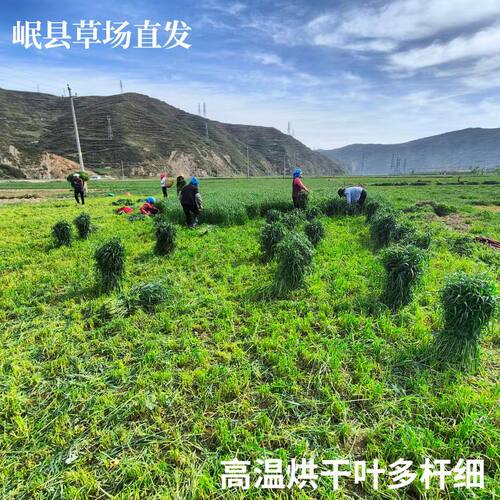 26烘干头茬提摩西草段一袋一斤装