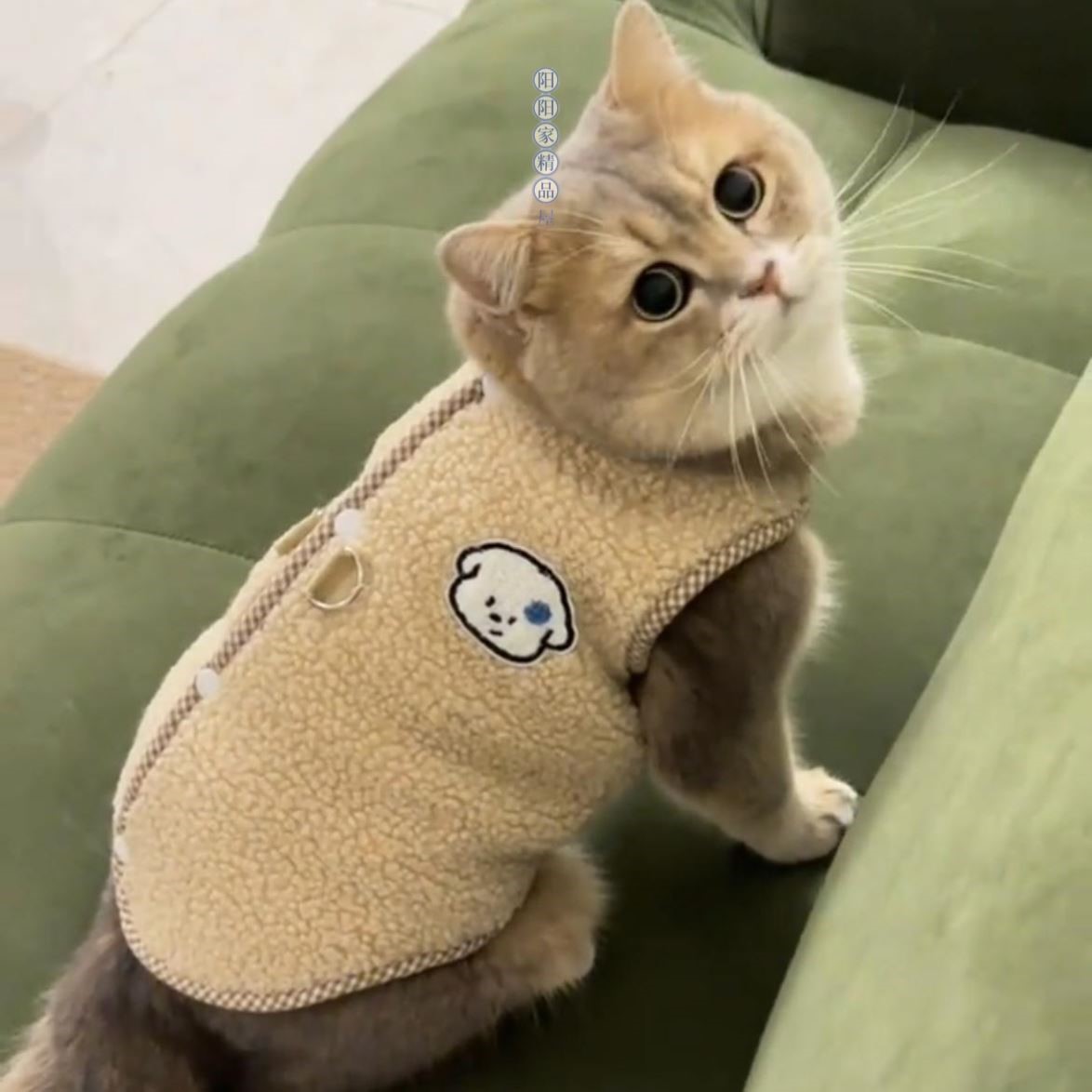 猫咪加绒保暖衣秋冬防掉毛服装布偶猫金渐层可牵引猫衣