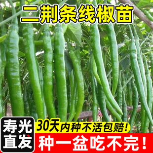 辣椒苗秧各种朝天椒菜苗薄皮泡椒线椒种子四季蔬菜种籽孑秧苗大全