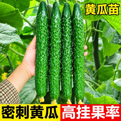 水果黄瓜苗秧种苗夏季家庭盆栽