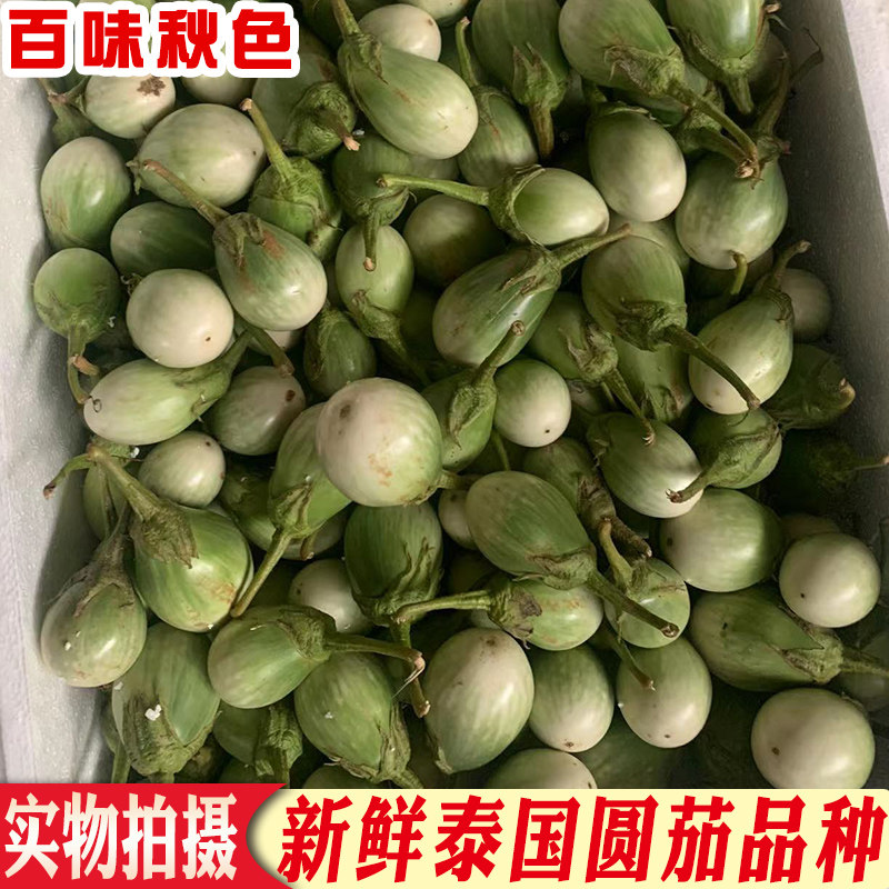泰国品种新鲜绿圆茄子生吃餐厅食材小幼茄园茄迷你冬阴功咖喱配料