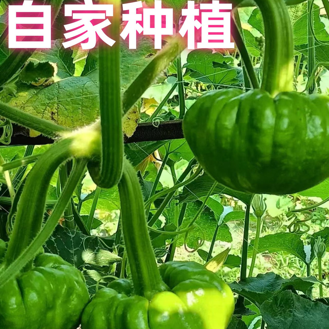云南姜柄瓜新鲜 嫩南瓜姜扁瓜小面瓜 小麦瓜特产农家自种