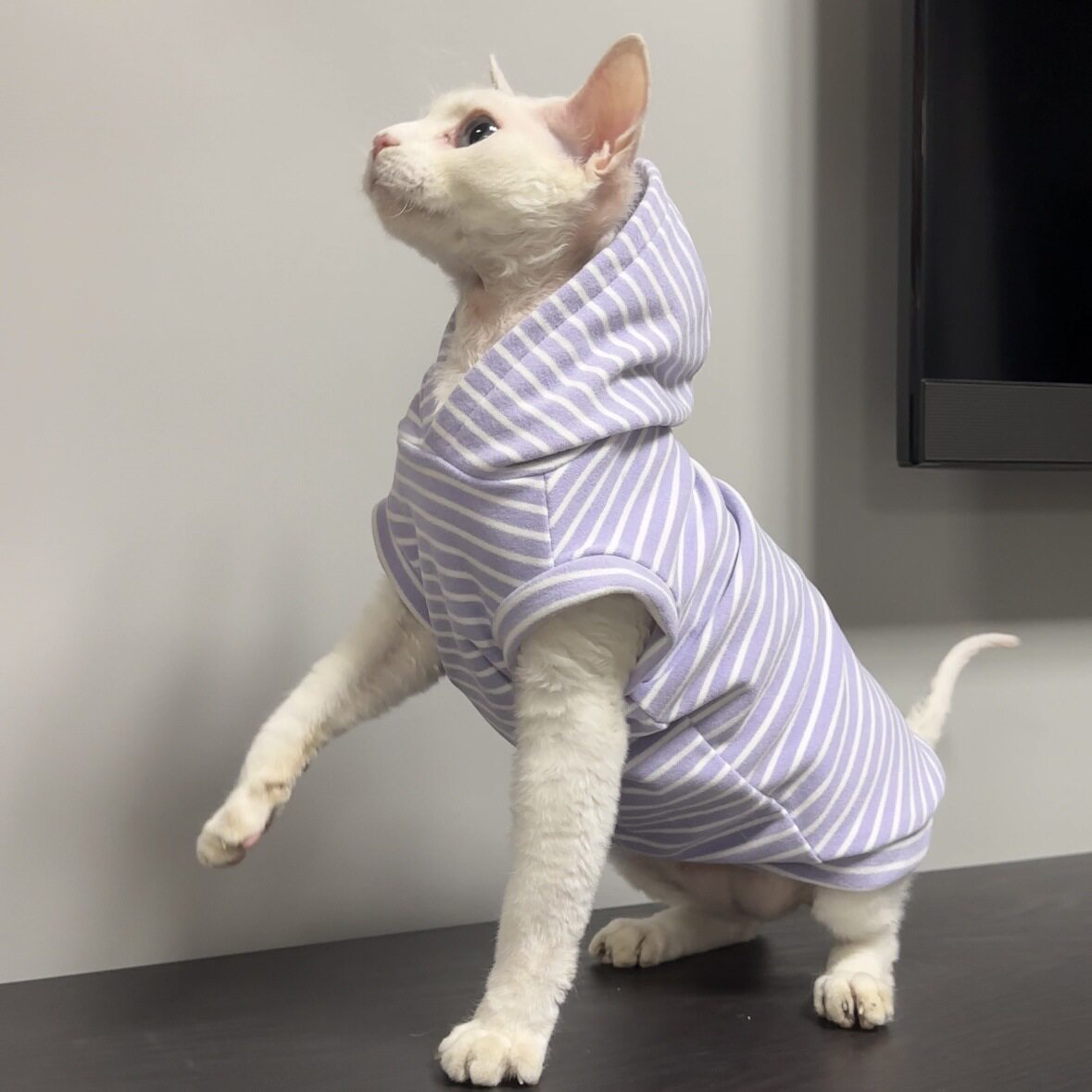 无毛猫衣服猫咪秋冬季涤