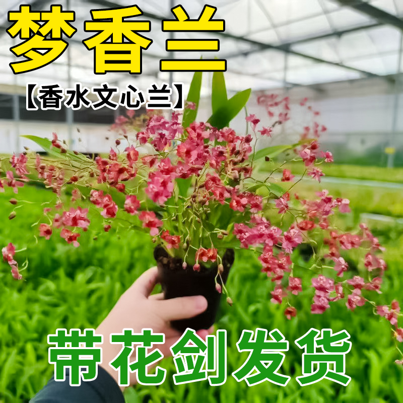带花苞香水文心兰易活花卉盆栽