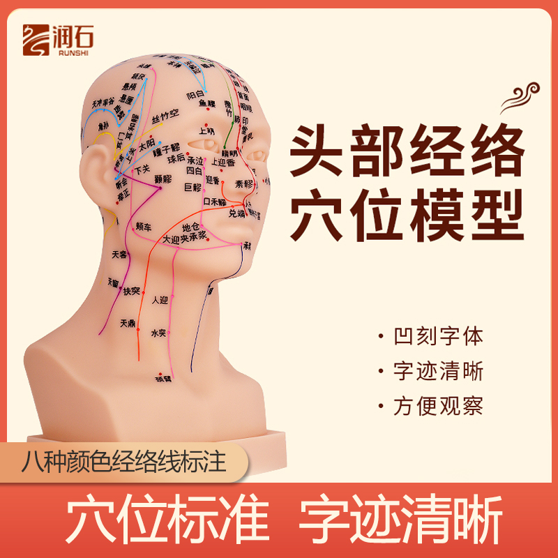 润石人体头部模型模具经络脉络