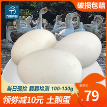 九齿新鲜鹅蛋农家散养孕妇天然12枚特大土饿蛋正宗超大白鹅初生蛋