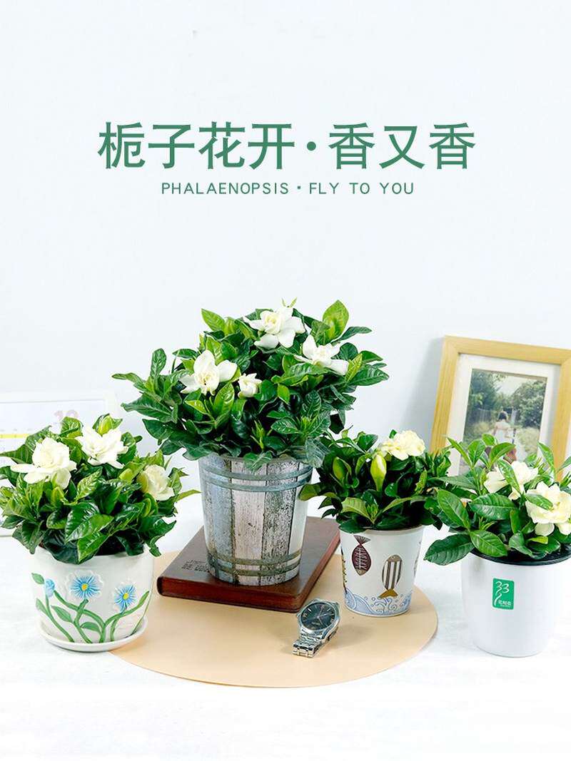 适合懒人养的花鲜花盆栽适合室内家养绿植盆花桌上盘景幼苗栀子花