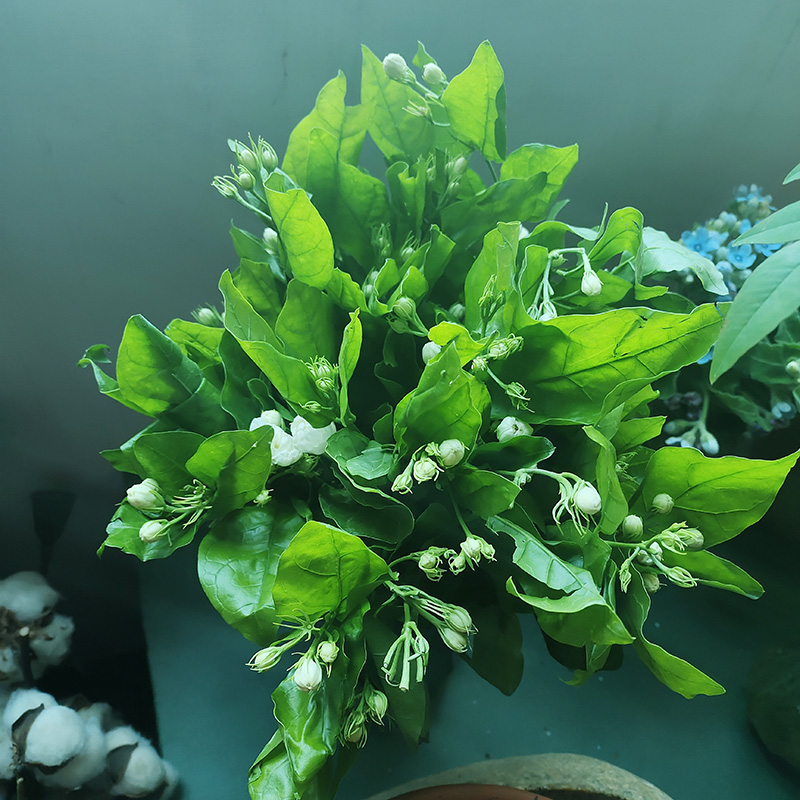 茉莉花香清新简约风客厅装饰背景自然水养鲜切花插花束拍摄道具