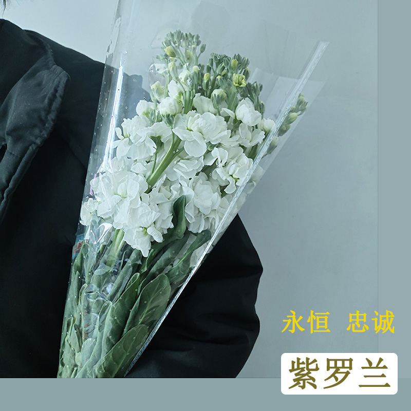 紫罗兰云南新鲜花束家居装饰背景简约花卉推荐直销拍摄道具摆件