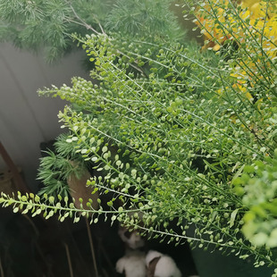 云南鲜花束搭配叶鲜切喷泉草绿铃草花小盼草水养插花装饰观赏简约