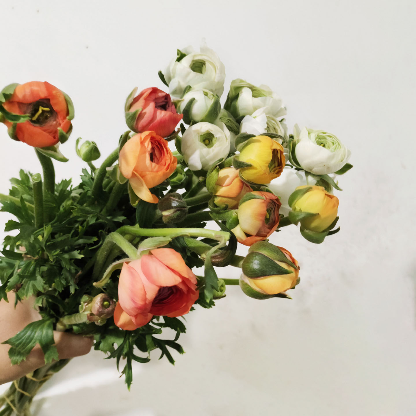 洋牡丹花毛莨新鲜花室内水养鲜切