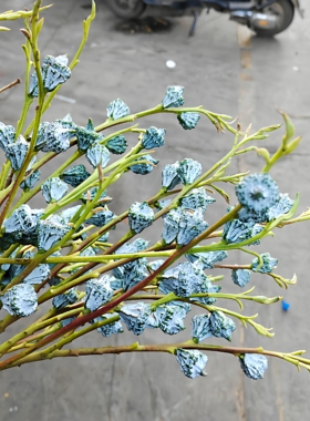 尤加利果新鲜干花束果银白色实拍风干装饰植物客厅摆件拍摄背景道