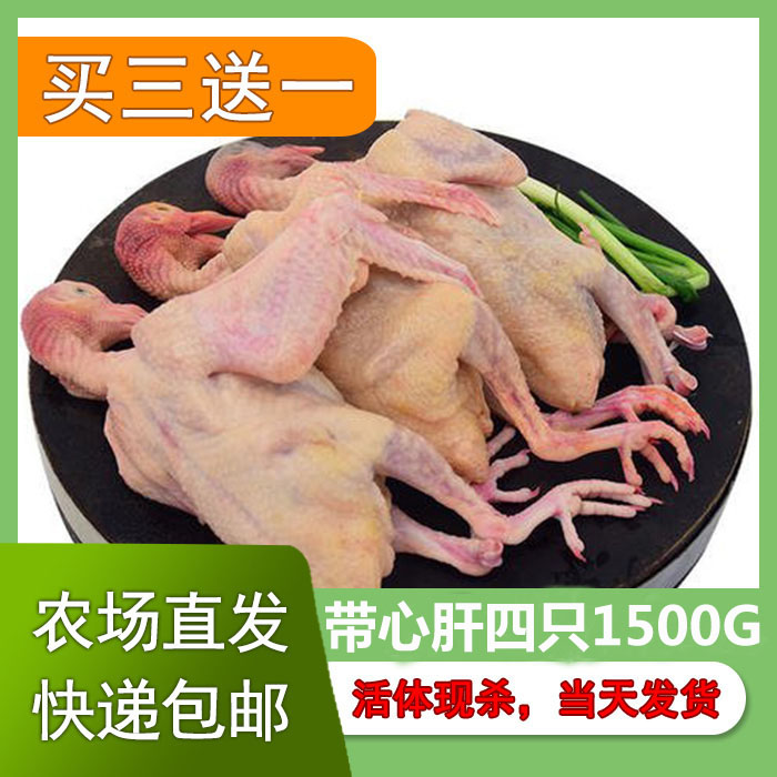 新鲜大鸽子四只烤乳鸽农家杂粮散养土鸽子活体现杀鸽子肉煲汤生鲜