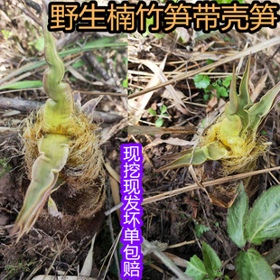 重庆春笋带壳楠竹笋毛笋嫩笋新鲜当季蔬菜菜现挖现发包邮
