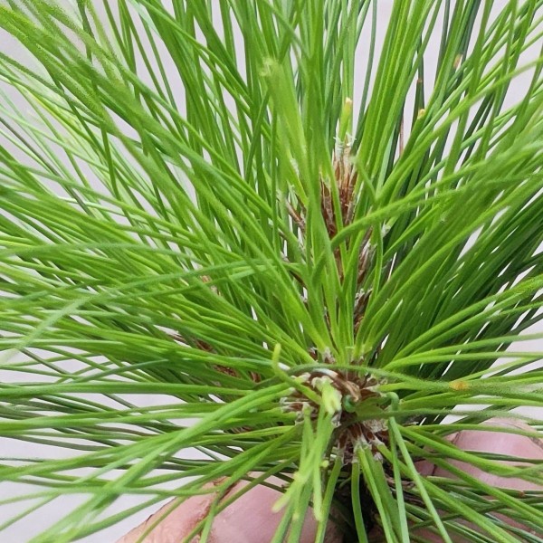 野生新鲜松针茶重庆马尾松二针松叶酵素无糖全松茶松针保健养生茶