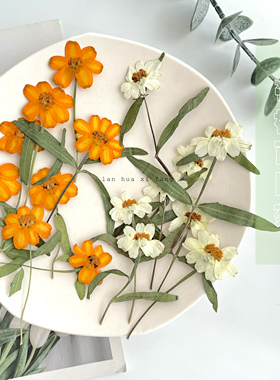 带枝百日菊压花植物标本白色滴胶手机壳相框书签火漆请柬信封装饰