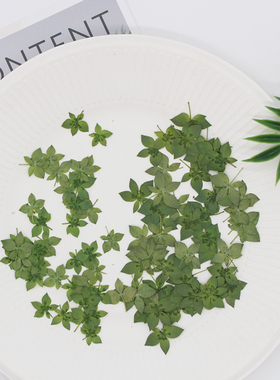 兔耳草叶上黄金叶真花真叶干花标本滴胶压花手机壳草莓叶子押花画