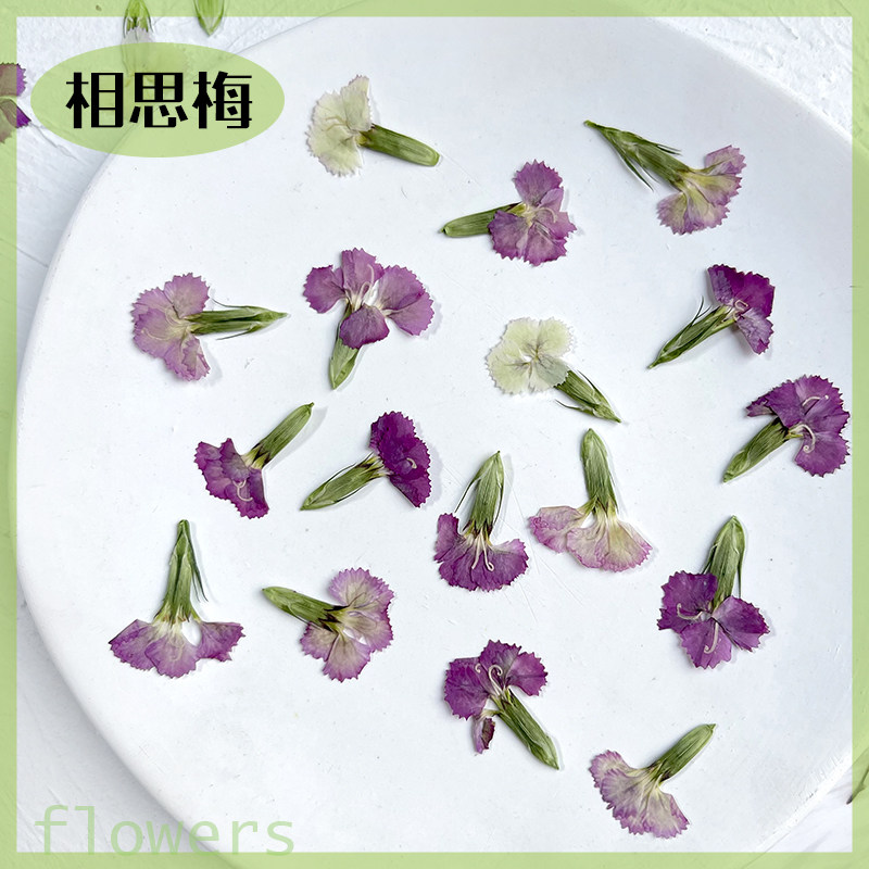 干花压花相思梅台灯相框 植物标本水晶滴胶幼儿教学书签贴画手工