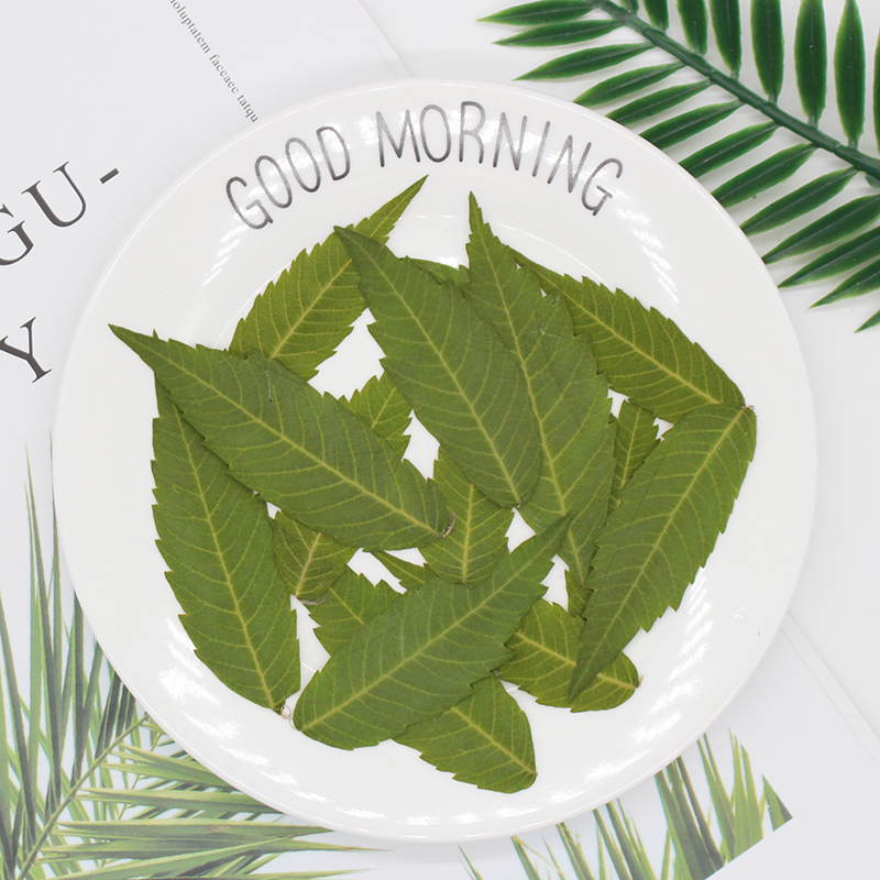 火炬叶天然标本书签相框diy