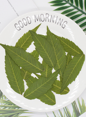 火炬叶 真树叶植物标本压花扇子相框书签DIY手工滴胶干花手机壳