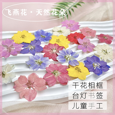 飞燕花千鸟花天然标本幼儿园diy