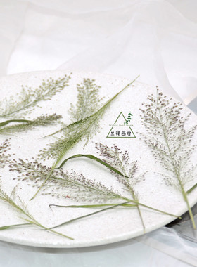 干花压花植物标本 带枝知风草 压花干花手机壳相框押花画火漆请柬