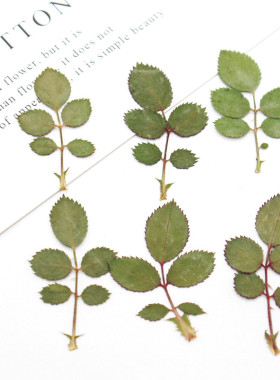 干花玫瑰叶真树叶植物标本