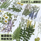 干花diy材料压花植物标本滴胶杯垫花草书签相框树叶贴画礼盒饰品