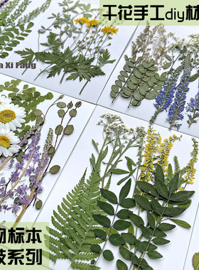 花草树叶标本材料书签贴画diy