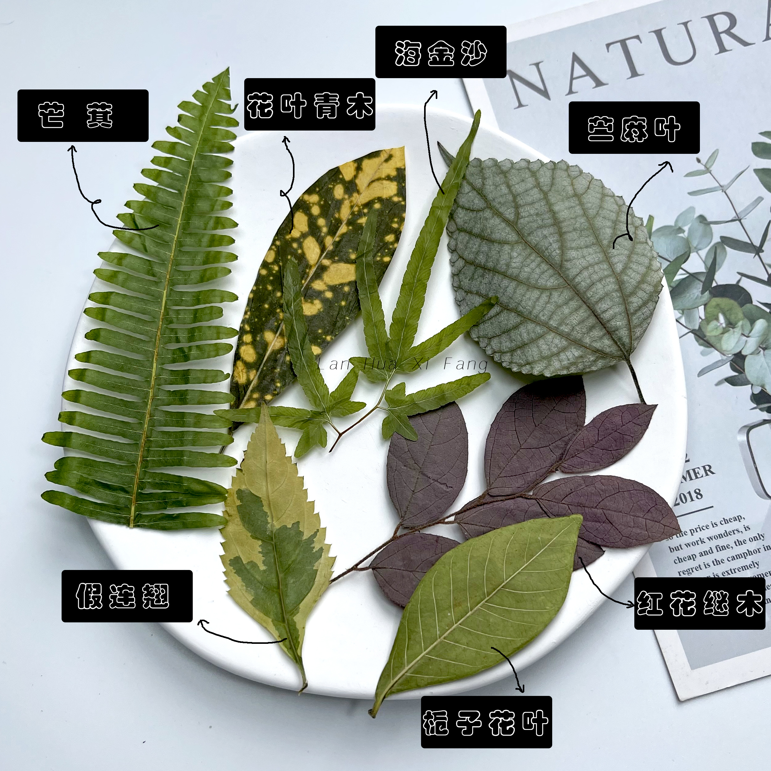 天然树叶标本手工素材