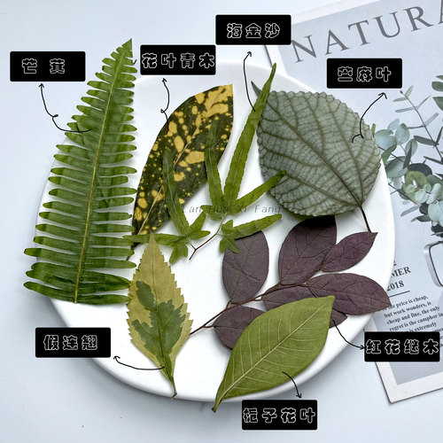 天然树叶标本手工素材