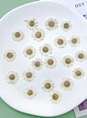 干花压花白色针菊小飞蓬真花标本手工滴胶手机壳蜡烛书签相框材料