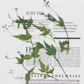 风船葛真树叶干花压花滴胶手机壳DIY手工相框书签儿童手工火漆