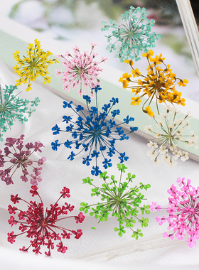 雪珠花蕾丝花干花押花标本滴胶手机壳真花美甲脸部装饰儿童手工