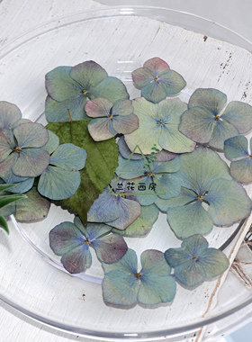 植物标本diy干花材料押花台灯