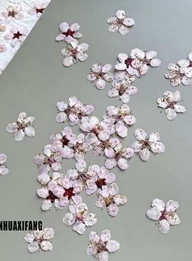 梅花植物标本书签台灯