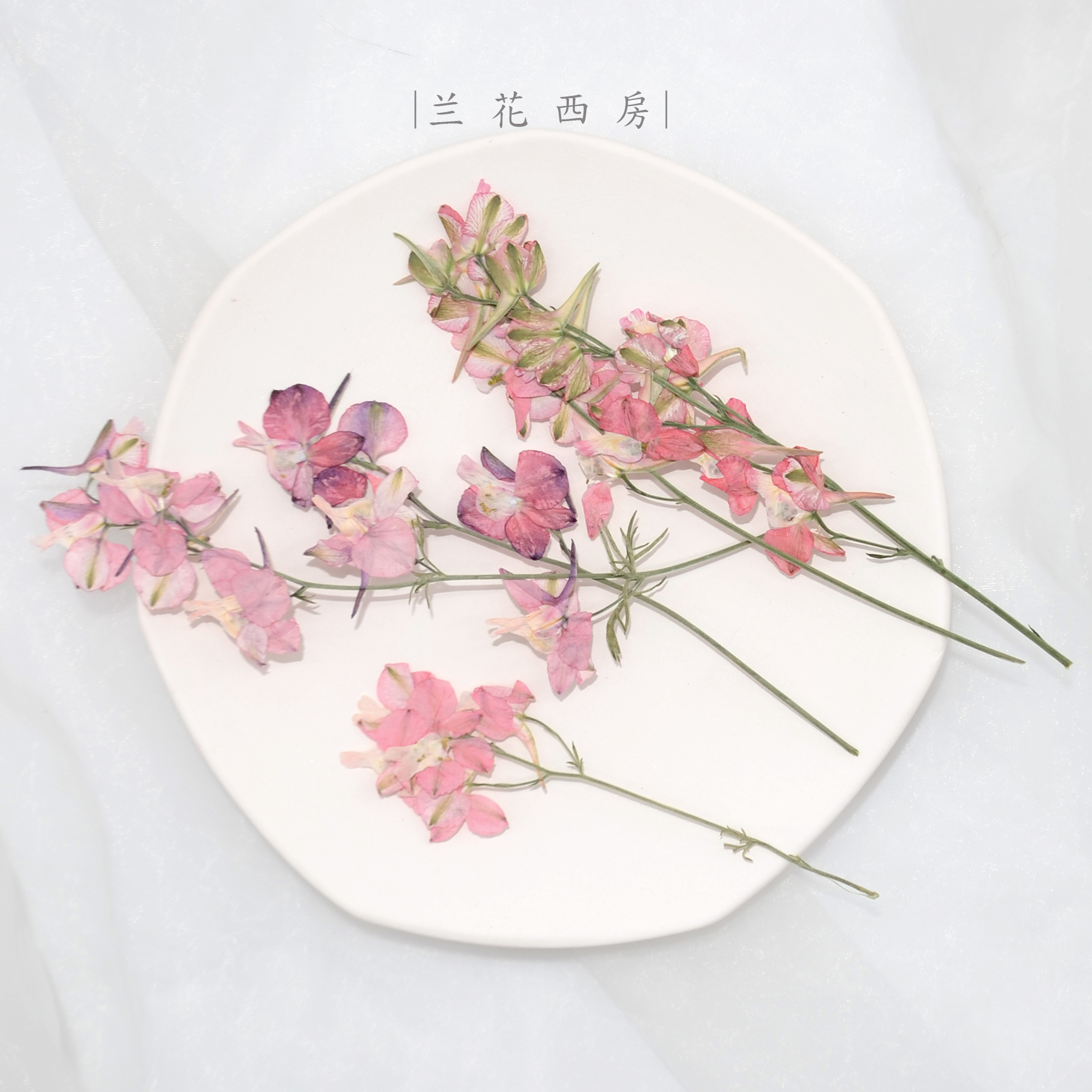 带枝飞燕千鸟花干花材料