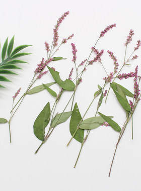 红草花押花压花植物标本手工diy