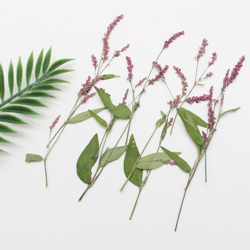 红草花押花压花植物标本手工diy