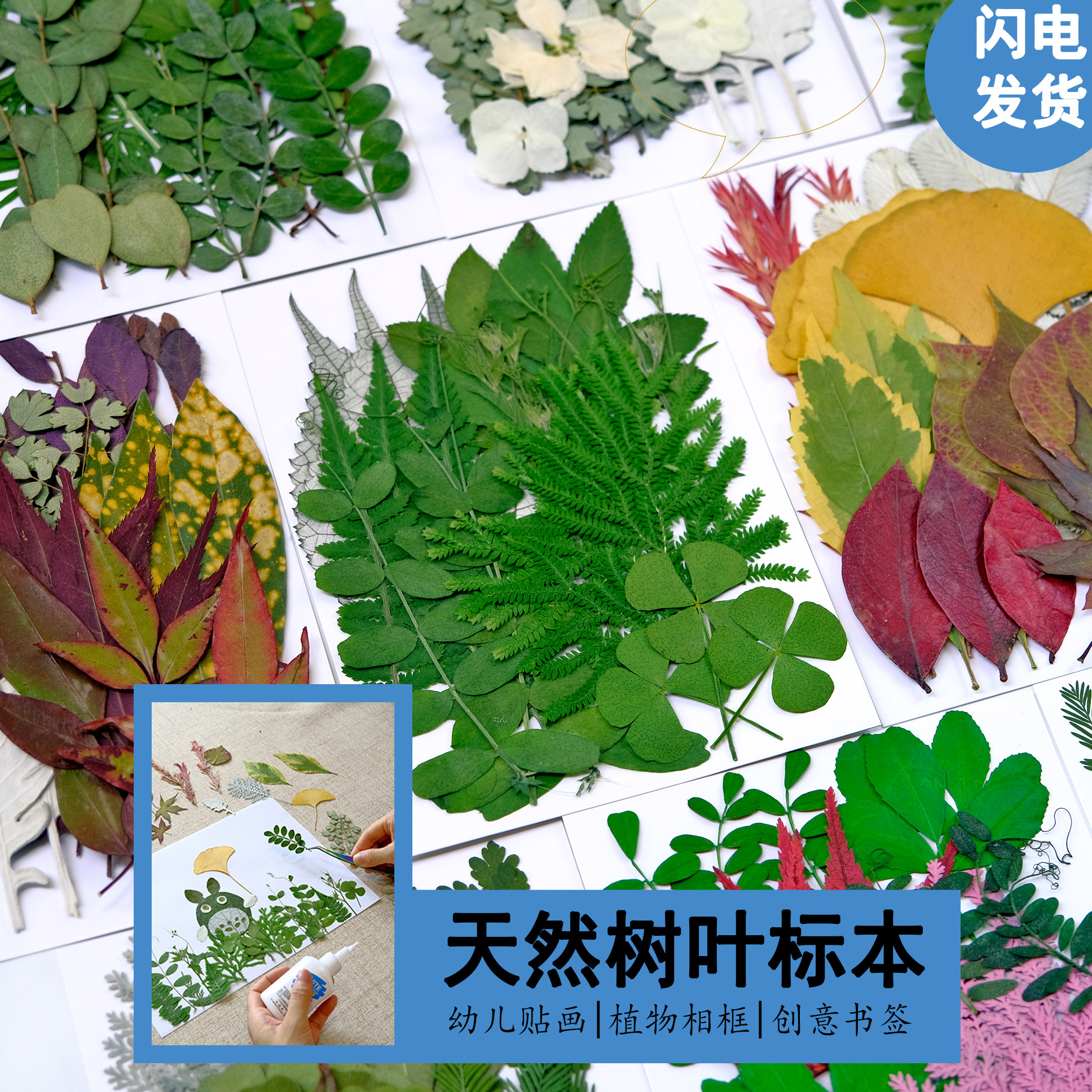 干花树叶标本材料收集自然物环创幼儿园粘贴画diy青蒿银杏叶枫叶