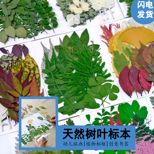 干花树叶标本材料收集自然物环创幼儿园粘贴画diy青蒿银杏叶枫叶