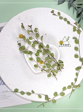 千叶吊兰天然干花标本diy材料