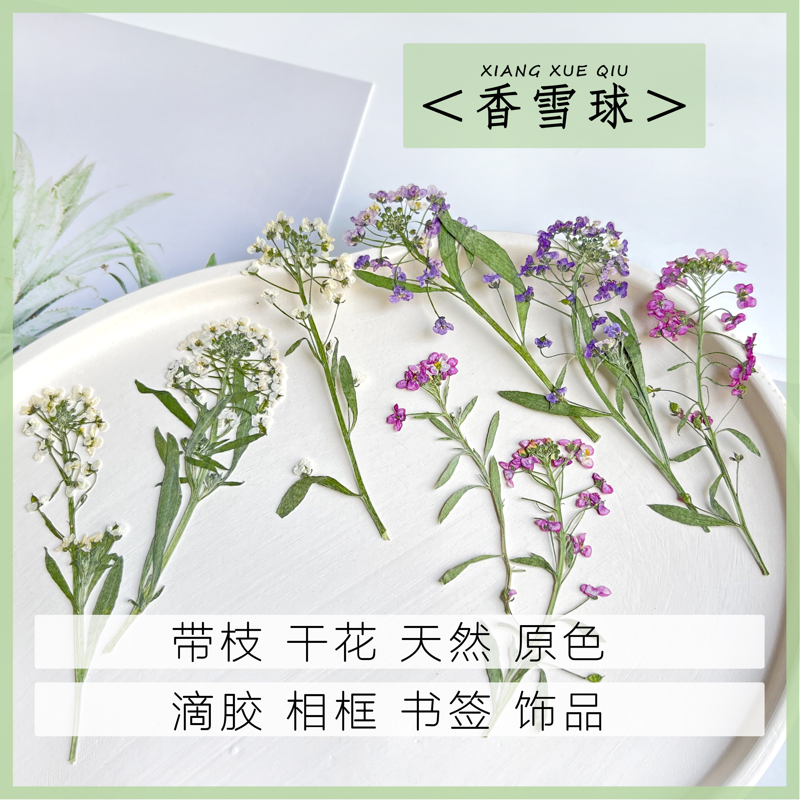 香雪球天然干花请柬diy